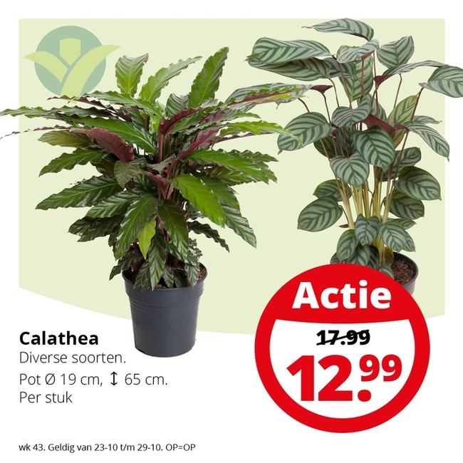 Weekaanbieding: Calathea